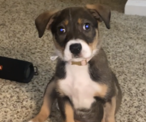 Beagle-Chihuahua Mix Puppy for sale in KANSAS CITY, MO, USA