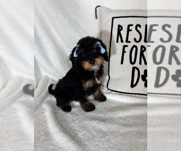 Medium Photo #4 Bernedoodle Puppy For Sale in GREENFIELD, IN, USA