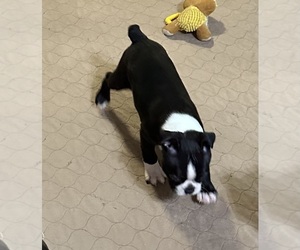 Boston Terrier Puppy for sale in GLOUCESTER, VA, USA