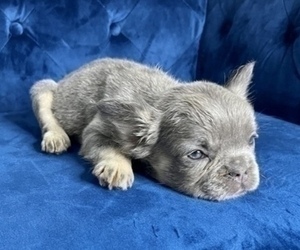 French Bulldog Puppy for sale in LOUISVILLE, KY, USA