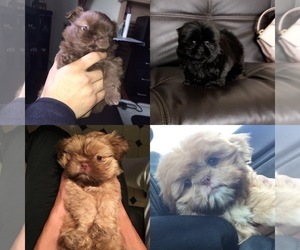 Shih Tzu Puppy for sale in HAYWARD, CA, USA