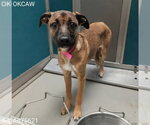 Small Black Mouth Cur Mix