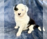 Puppy Nixie Australian Shepherd