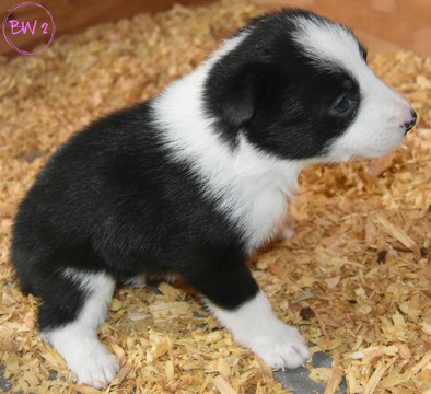 Medium Photo #8 Border Collie Puppy For Sale in WHITE SALMON, WA, USA