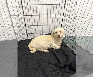 Glen of Imaal Terrier-Unknown Mix Dogs for adoption in Chico, CA, USA