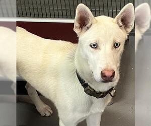 Siberian Husky Dogs for adoption in Norfolk, VA, USA
