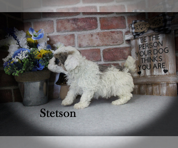 Medium Photo #6 Poodle (Miniature) Puppy For Sale in CHANUTE, KS, USA