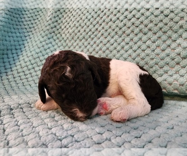 Medium Photo #26 Poodle (Standard) Puppy For Sale in CLAYTON, WA, USA