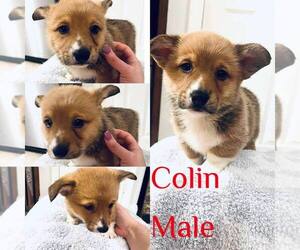 Pembroke Welsh Corgi Puppy for sale in CUMBERLAND COLLEGE, KY, USA