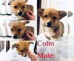 Image preview for Ad Listing. Nickname: Colin