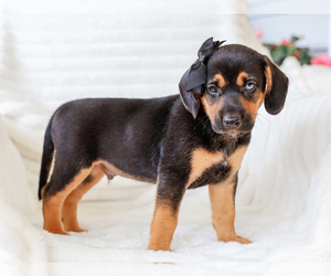 Beagle-Mutt Mix Puppy for sale in LIBERTY, KY, USA