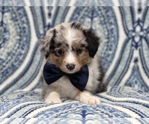 Australian Shepherd Puppy for sale in LAKELAND, FL, USA