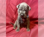Small Photo #9 Cane Corso Puppy For Sale in LAKE EUFAULA, OK, USA