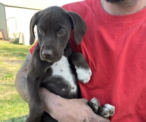 German Shorthaired Lab Puppy for sale in PIERZ, MN, USA