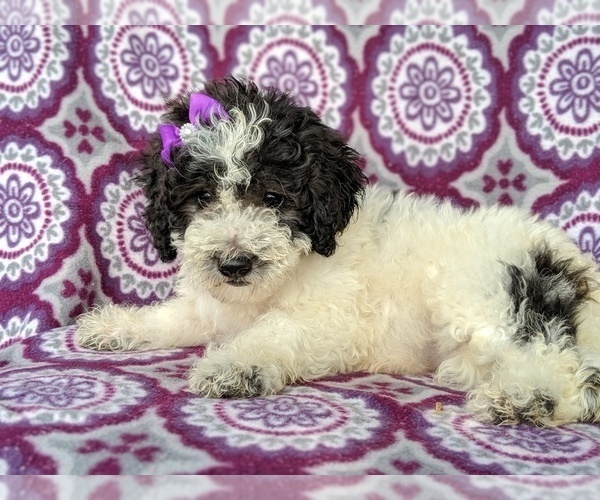 Medium Photo #4 Sheepadoodle Puppy For Sale in LANCASTER, PA, USA