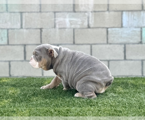 Medium Photo #15 English Bulldog Puppy For Sale in HOUSTON, TX, USA