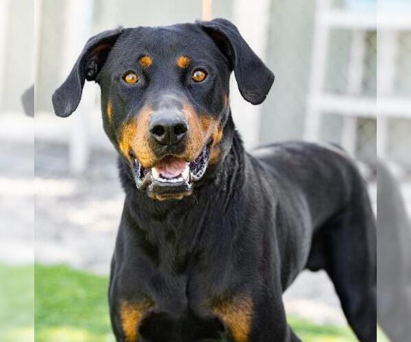Medium Photo #3 Rottweiler-Unknown Mix Puppy For Sale in Camarillo, CA, USA