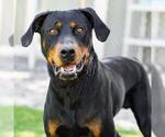 Small #2 Rottweiler Mix