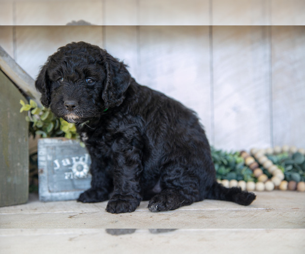 Medium Photo #3 Miniature Labradoodle Puppy For Sale in SUGARCREEK, OH, USA