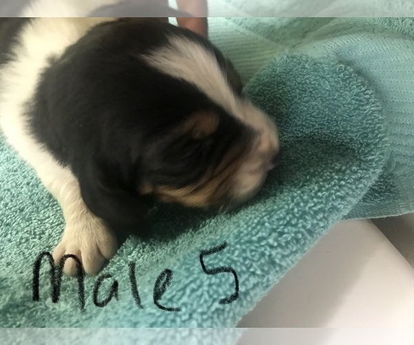 Medium Photo #4 Basset Hound Puppy For Sale in LEAVENWORTH, KS, USA