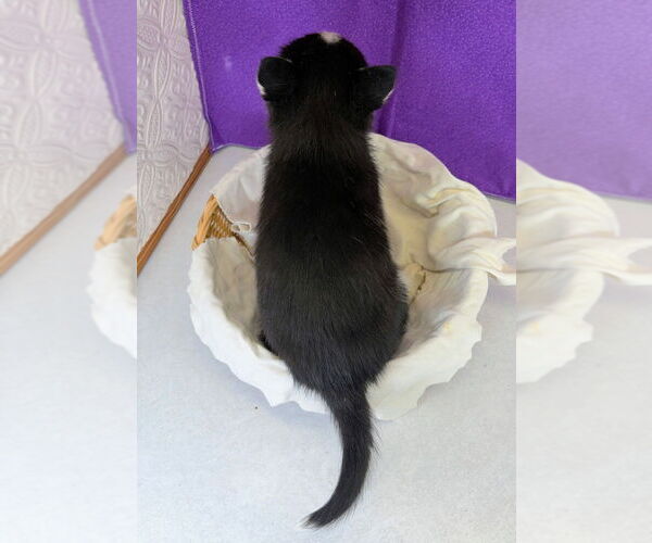 Medium Photo #22 Siberian Husky Puppy For Sale in MOUNT AYR, IA, USA