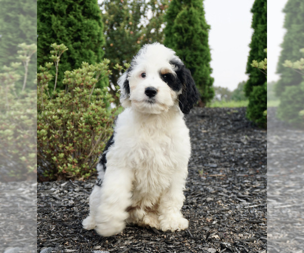 Medium Photo #1 Miniature Bernedoodle Puppy For Sale in WARSAW, IN, USA