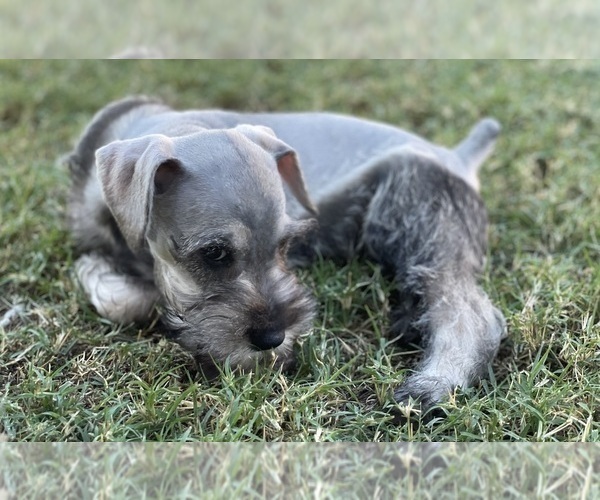 Medium Photo #5 Schnauzer (Miniature) Puppy For Sale in AUBREY, TX, USA