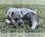 Small Photo #5 Schnauzer (Miniature) Puppy For Sale in AUBREY, TX, USA