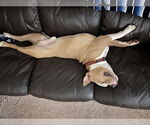 Small #1 American Pit Bull Terrier
