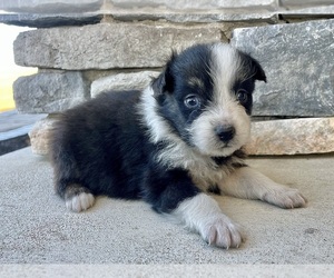 Australian Shepherd Puppy for sale in LODA, IL, USA