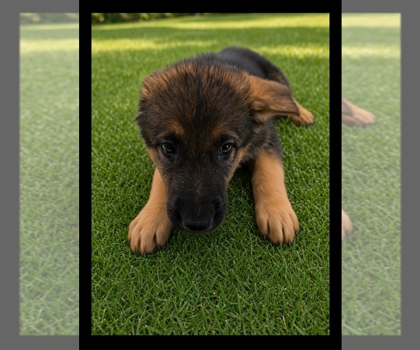Medium Photo #2 German Shepherd Dog Puppy For Sale in NAPLES, FL, USA