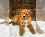 Small Photo #9 Bernedoodle (Miniature) Puppy For Sale in UNIONVILLE, IA, USA