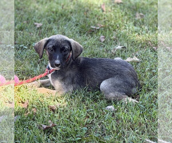 Medium Photo #3 Mutt Puppy For Sale in Yardley, PA, USA