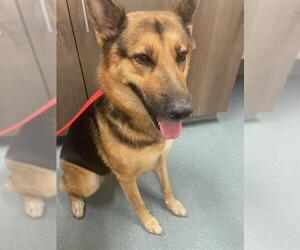 German Shepherd Dog Dogs for adoption in Baytown, TX, USA
