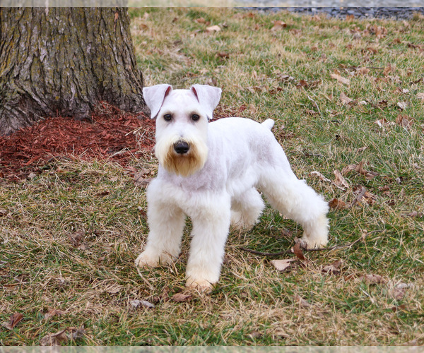 Medium Photo #2 Schnauzer (Miniature) Puppy For Sale in SYRACUSE, IN, USA