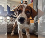 Small Photo #2 Mutt Puppy For Sale in San Diego, CA, USA