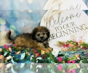 Shih-Poo Puppy for sale in CINCINNATI, OH, USA