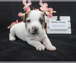 Puppy Marilyn Jack Russell Terrier