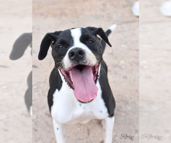 Medium Photo #2 Boxer-Unknown Mix Puppy For Sale in The Woodlands, TX, USA