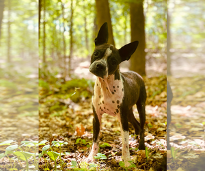 Boston Terrier Dogs for adoption in Pacolet, SC, USA