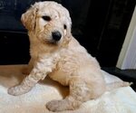 Puppy Male 3 Goldendoodle