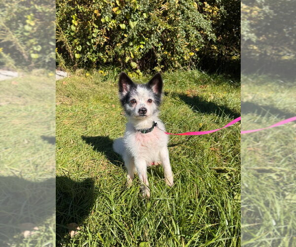 Medium Photo #2 Chihuahua-Unknown Mix Puppy For Sale in Muskegon, MI, USA