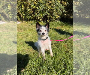 Rocket - Male Chihuahua-Unknown Mix Dog for Adoption - Photo #2