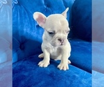 Small Photo #48 French Bulldog Puppy For Sale in BEVERLY HILLS, CA, USA