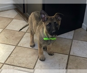 German Shepherd Dog Puppy for sale in LANCASTER, PA, USA