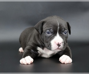 American Bully Puppy for sale in CHAMPAIGN, IL, USA