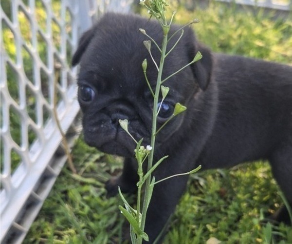 Medium Photo #82 Pug Puppy For Sale in HILLSDALE, MI, USA