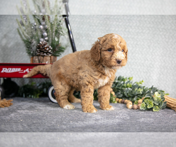 Medium Photo #15 Poodle (Miniature) Puppy For Sale in WOLCOTTVILLE, IN, USA