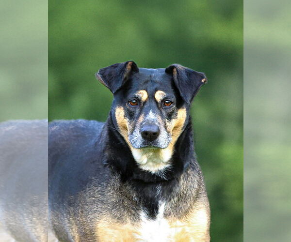 Medium Photo #1 Mutt Puppy For Sale in Unionville, PA, USA