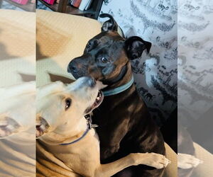 Thea - Female American Pit Bull Terrier-Unknown Mix Dog for Adoption - Photo #4